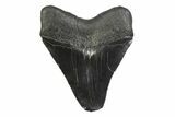 Serrated, Fossil Megalodon Tooth - South Carolina #356838-1